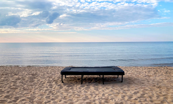 新品★ アーティストTRAMPOLINE トランポリン　Friendly dog アーティストTRAMPOLINE トランポリン Friendly dog This Big Dog Is A